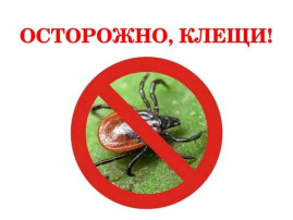 Осторожно, КЛЕЩИ Осторожно, КЛЕЩИ.
